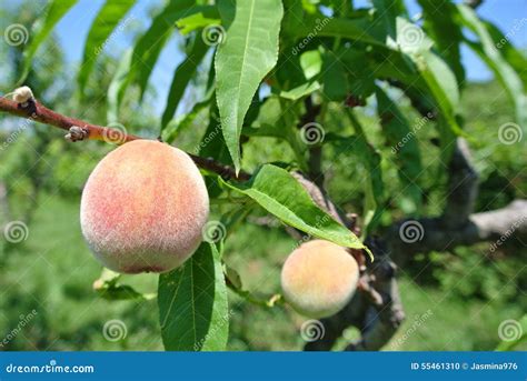 Small Green Unripe Peaches On The Tree In An Orchard Stock Photo - Image of healthy, fresh: 55461310