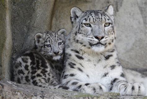 Snow Leopard Cubs the Cutest Baby Animal Ever? [PHOTOS] | IBTimes