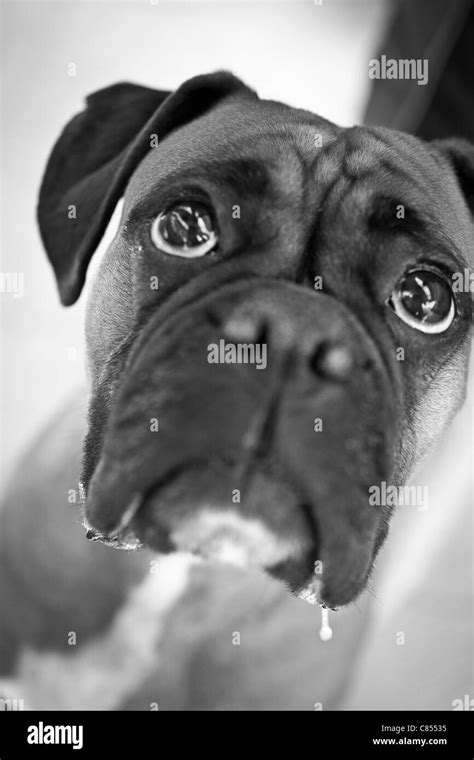 Cute female boxer dog Stock Photo - Alamy