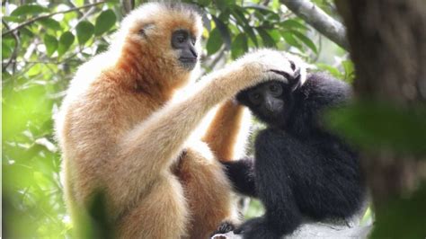 The Hainan Gibbon – a species on the brink of extinction – Luc Bourne