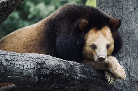 The “Golden Moon Bear” a rare color morph of the Asiatic Black Bear : r/interestingasfuck