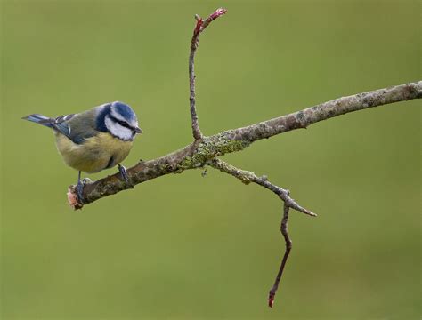 Irish Wildlife Photography: Garden Birds