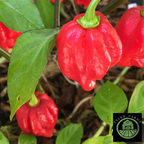 Red Scotch Bonnet Pepper Seeds | Tyler Farms