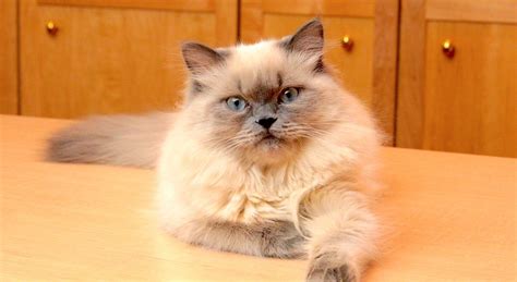 5 Things to Know About Himalayans | Himalayan cat, Cat breeds, Himalayan kitten