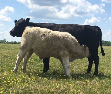 Charolais Calves: Explosive Growth, Easy Calving