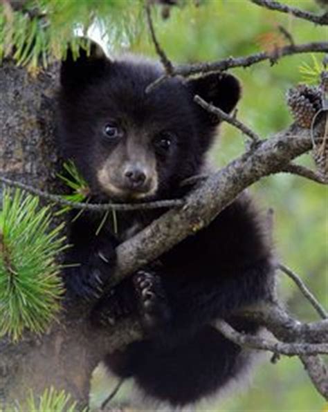 American Black Bear: Strong and Adaptable Species