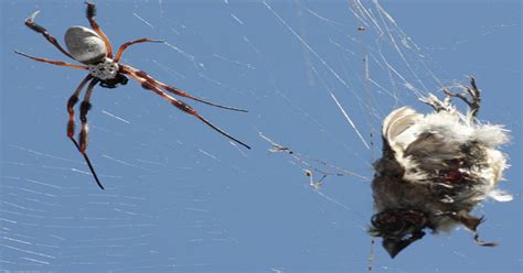 Bird eaten by Spider in web : Wellthatsucks