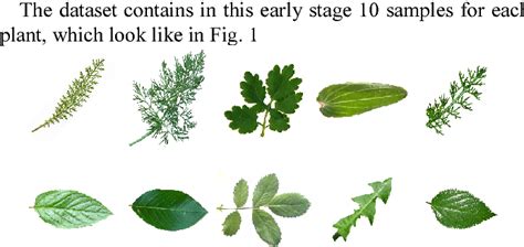 Identify Herbs By Leaves