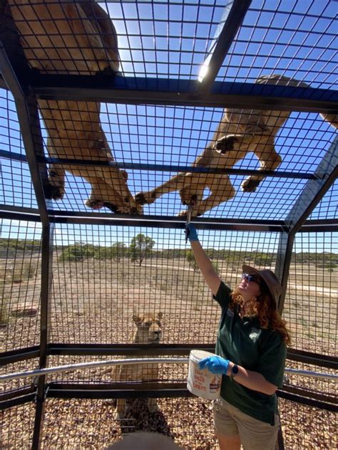 Lion Experience at Monarto Safari Park - get up close and personal!