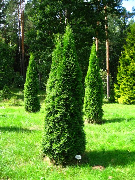 File:Podlaskie - Suprasl - Kopna Gora - Arboretum - Thuja occidentalis 'Smaragd' - plant.JPG ...