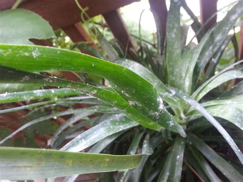 houseplants - White fuzzy hairy stuff on plant leaves...ugh, what to do - Gardening ...