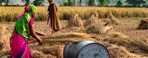 In Search of Sustainable Grain Production in the Indo-Gangetic Plains ...