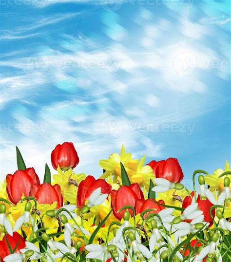 Spring. Flowers of daffodils and tulips. 9847529 Stock Photo at Vecteezy