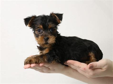 Yorkshire Terrier-DOG-Male-BLK & TN-1893716-My Next Puppy