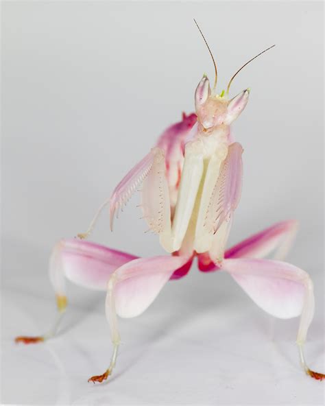 Unraveling The Orchid Mantis Mystery