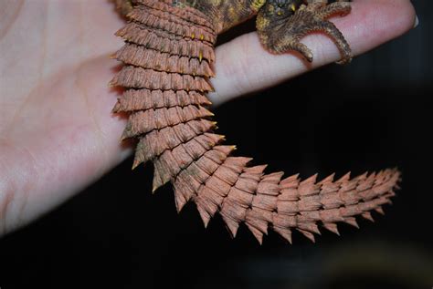 Uromastyx - Creature Care