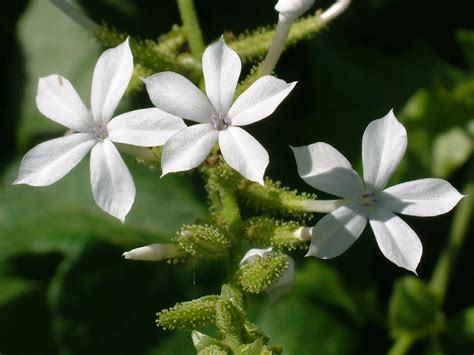 Plumbago zeylanica flower | 'Ilie'e (iliee), cultivated, Haw… | Flickr