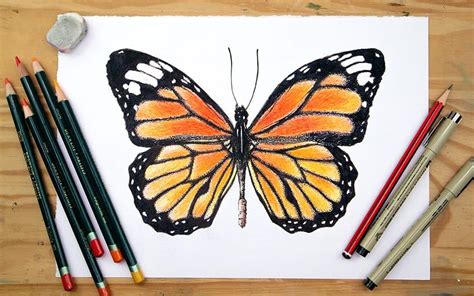 How to Draw a Monarch Butterfly – Realistic Drawing Tutorial