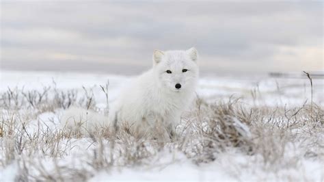 Arctic Fox Location: Where Do Arctic Foxes Live? - A-Z Animals