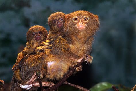 Pygmy Marmoset Baby