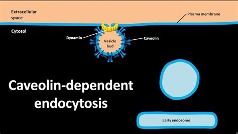 Caveolin dependent endocytosis - YouTube