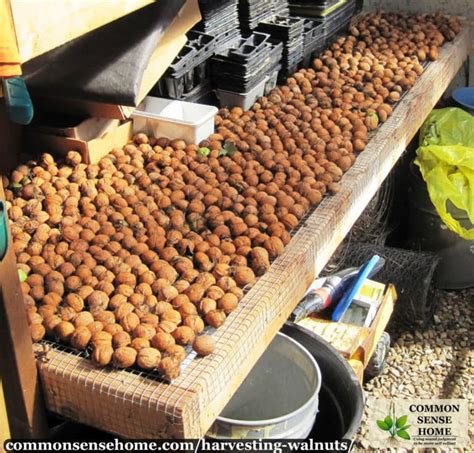 Harvesting Walnuts - How to Pick & Store Walnuts for Freshness