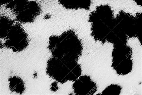 Faux fur fabric, Cow print, Black and white cow print