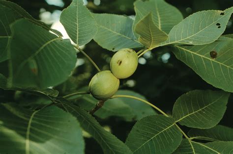 Hickory Leaf Identification