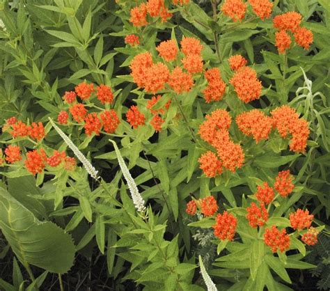 See 25 native Ohio perennials for your garden: vibrant color and deer-resistant! - cleveland.com