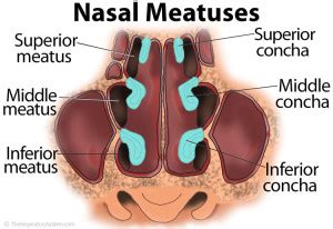 Nasal Meatus - The Respiratory System