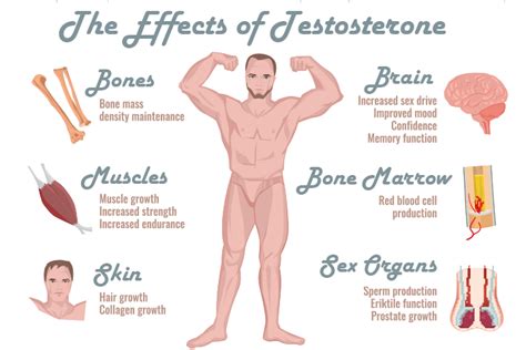 How Testosterone Levels Impact Your Body and Mind