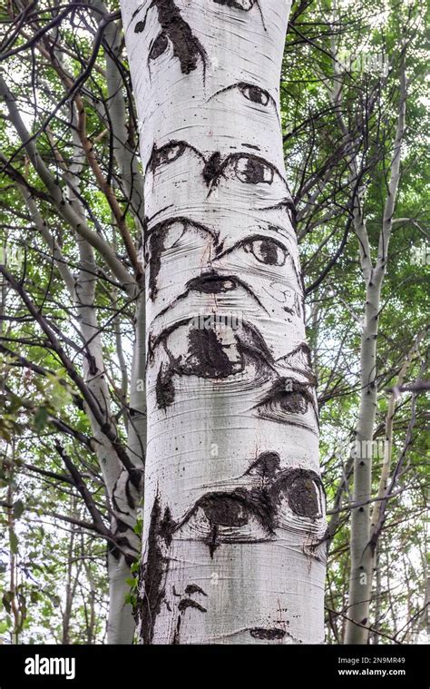 In a Sicilian forest an aspen tree (populus) has a trunk apparently ...