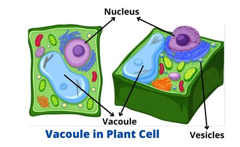 Vacuoles and Vesicles - Definition, Structure, and Functions