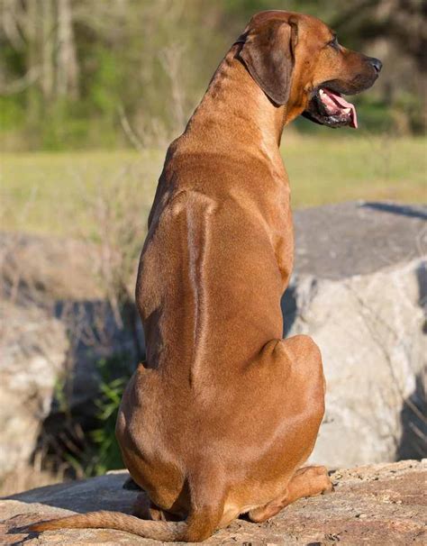 Rhodesian Ridgeback - South African dog breed - K9 Research Lab