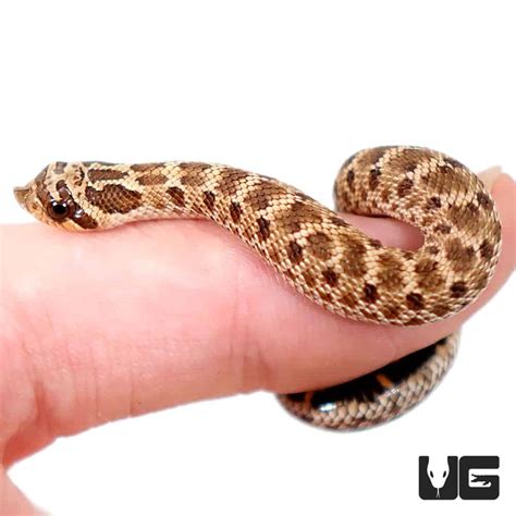 Baby Mexican Hognose Snake - Underground Reptiles