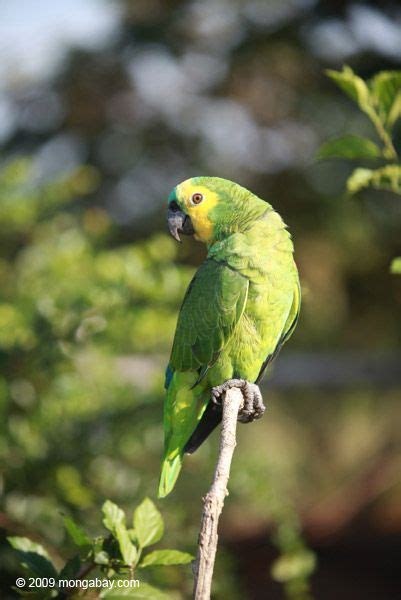 Blue-fronted Amazon Parrot (Amazona aestiva) | Pet birds parrots, Amazon parrot, Pet birds