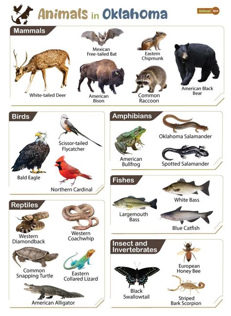 List of Animals That Live in Oklahoma (With Pictures)