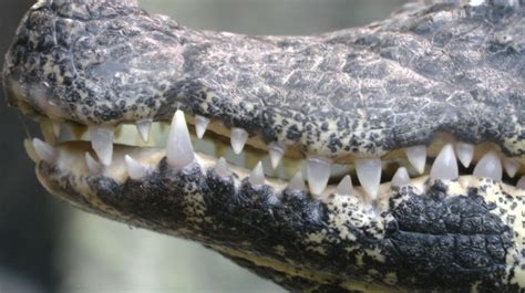 Crocodiles Teeth Free Stock Photo - Public Domain Pictures