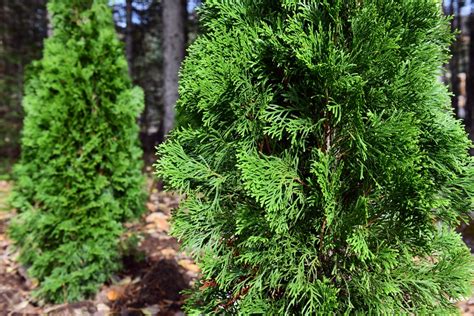 9 Arborvitae Landscaping Ideas — Bustling Nest