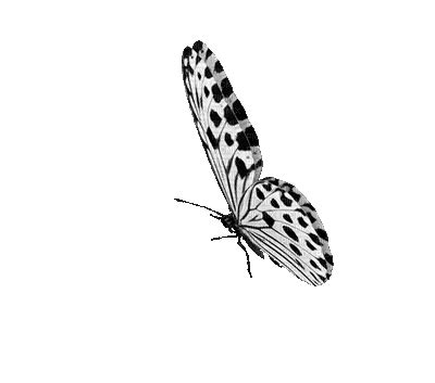 papillon gris blanc grey white butterfly gif - PicMix | Butterfly gif, White butterfly, Butterfly