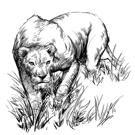 Fierce Lion Drawing at GetDrawings | Free download