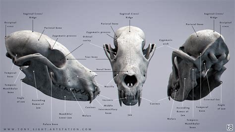 Fox Skull CHART by T-Eight on DeviantArt