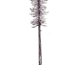 Redwood Tree Sketch