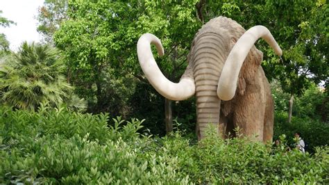Free Images : woolly mammoth, extinct, prehistoric, tusk, elephant, mammal, ice age, pachyderm ...