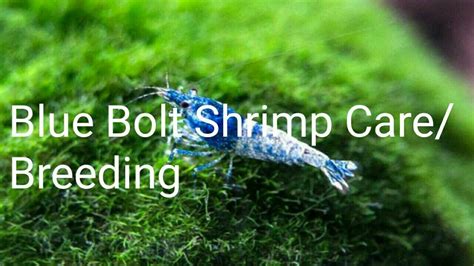 Blue Bolt Shrimp Care And Breeding - YouTube