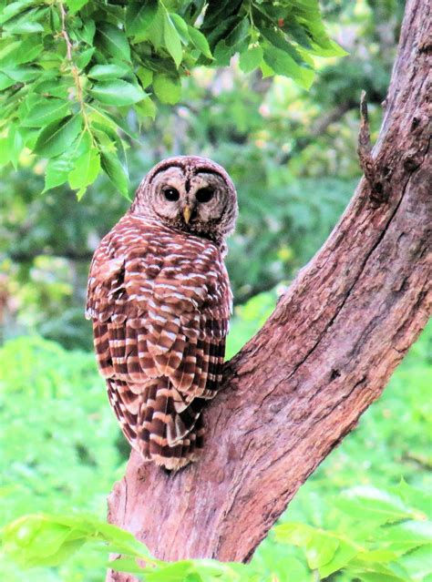 Free stock photo of barred owl, bird of prey, missouri