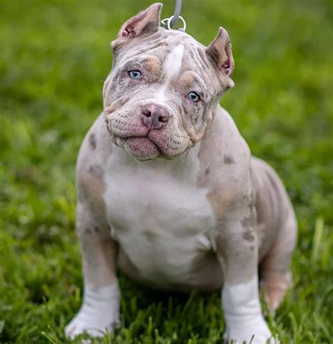 Merle American Bully: What Are They & Why Are They Special?