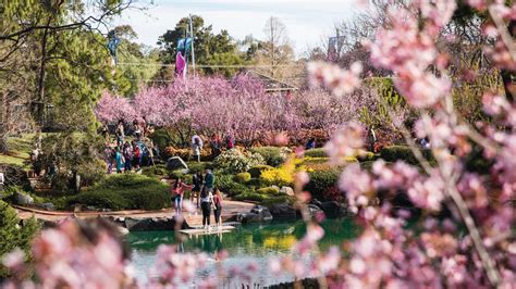 Sydney Cherry Blossom Festival 2023 - Concrete Playground