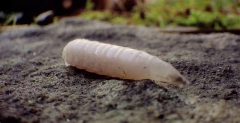 Maggot to Fly Time Lapse Transformation | The Kid Should See This