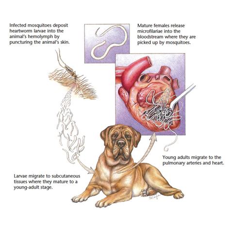 Symptoms & Treatment for Heartworm in Cats & Dogs